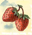 Erdbeeren